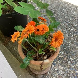 Meet your Posher, Connie